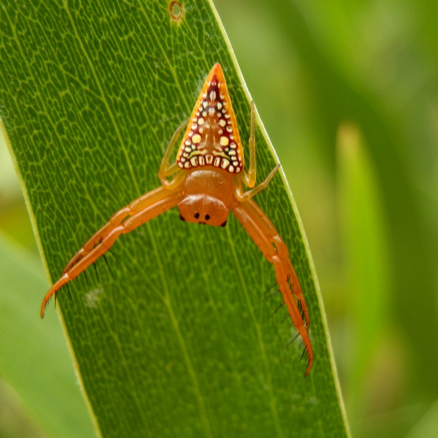 Triangular Spider