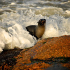 South American Sea Lion