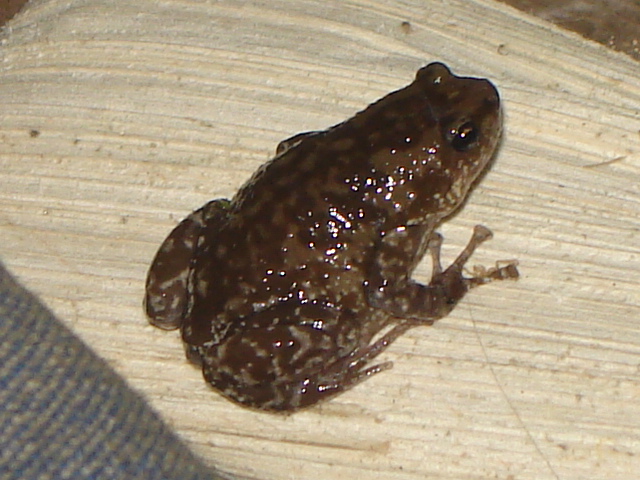 termite nest frog