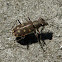 Cicindela beetle