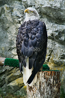 Bald eagle by John Forrant - Animals Birds