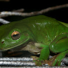 Common Green Tree Frog