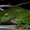 Common Green Tree Frog