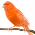 Canary training song icon