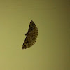 Twenty-plume Moth