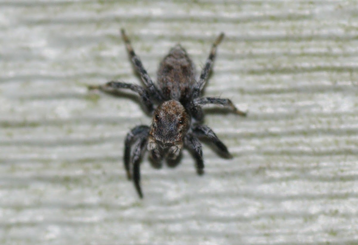 Naphrys pulex Jumping Spider