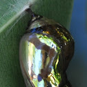 Common Crow (Oleander) Butterfly chrysalis