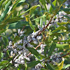 Wax Myrtle.       Southern Bayberry