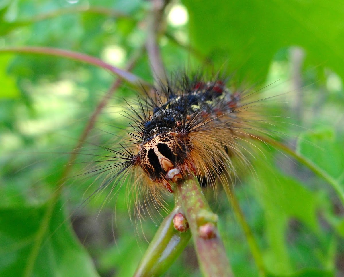 Gypsy Moth