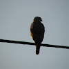 Roadside hawk