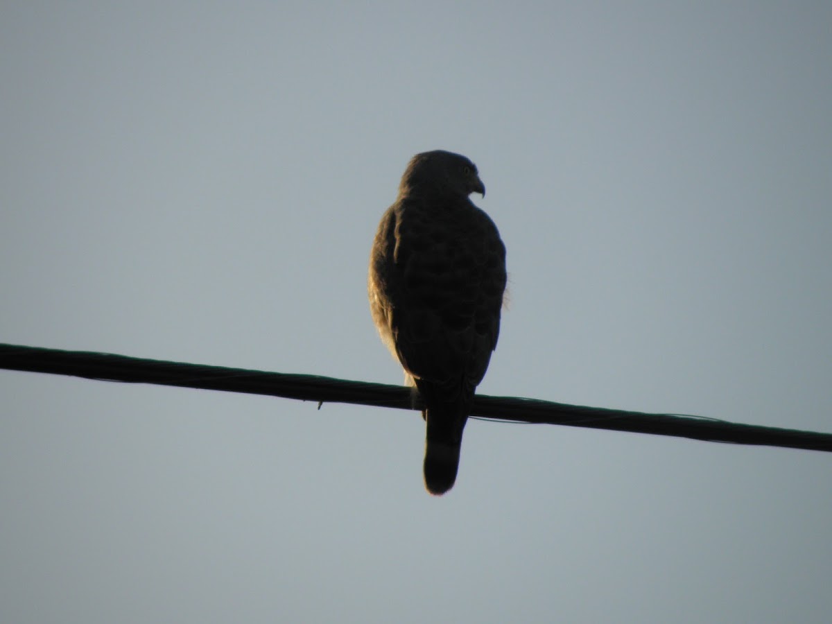 Roadside hawk