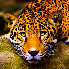 tigre by Cédric Nouvel - Digital Art Things