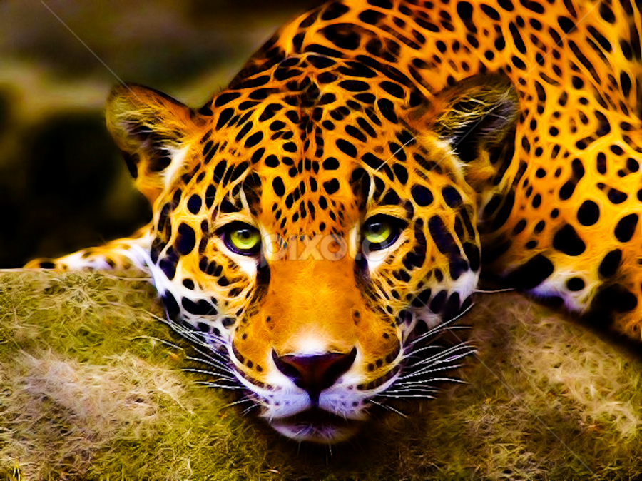 tigre by Cédric Nouvel - Digital Art Things