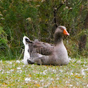 Domestic Greylag Goose