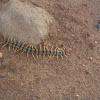 Indian tiger centipede