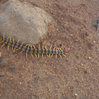 Indian tiger centipede