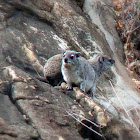 Rock (Cape) Hyrax