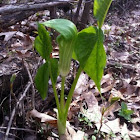 Jack in the pulpit