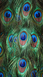 Peacock Feathers Live Wallpaper(圖1)-速報App