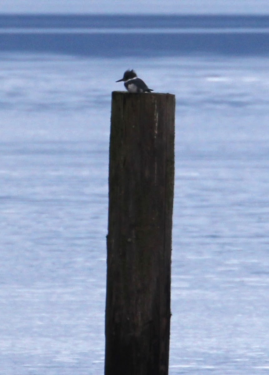 Belted Kingfisher -  male