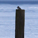 Belted Kingfisher -  male