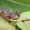Dogbane Tiger Moth Caterpillar