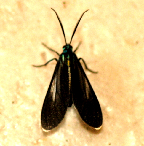 Uranophora leucotelus