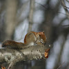 American red squirrel