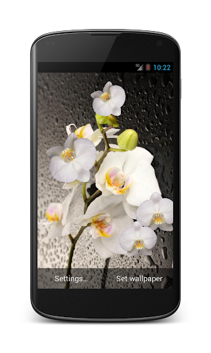 Orchid live wallpaper