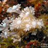 Type of coral