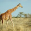 Reticulated giraffe