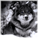 Wolf logo