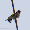 Goldfinch; Jilguero