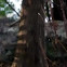 Gumbo Limbo Tree
