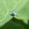 Winged aphid