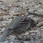 Gambel's Quail    female