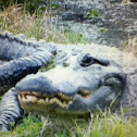 American alligator