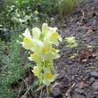 Yellow Toadflax