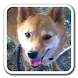 いぬがみ 柴犬編 犬のライブ壁紙 Androidアプリ Applion