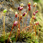 Sporophytes of mosses