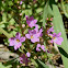 Hyssop Loosestrife