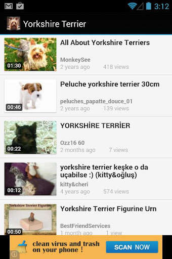 Yorkshire Terrier Dog