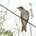 Gray King Bird