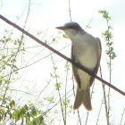 Gray King Bird