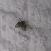 Moth flies