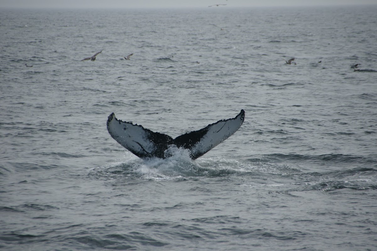 Humpback whale