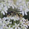 Digger wasp