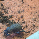 Blue death-feigning beetle