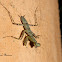 Bark Mantis or Lichen Mantis