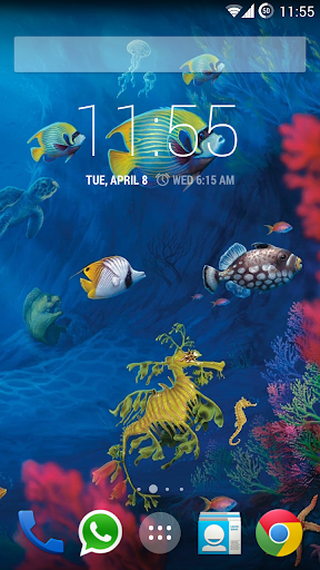 Koi HD Live Wallpaper Free